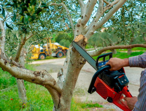 Best Emergency Tree Service  in Moosic, PA